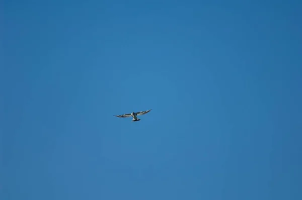 Pied kingfisher Ceryle rudis searching for prey. — Foto de Stock