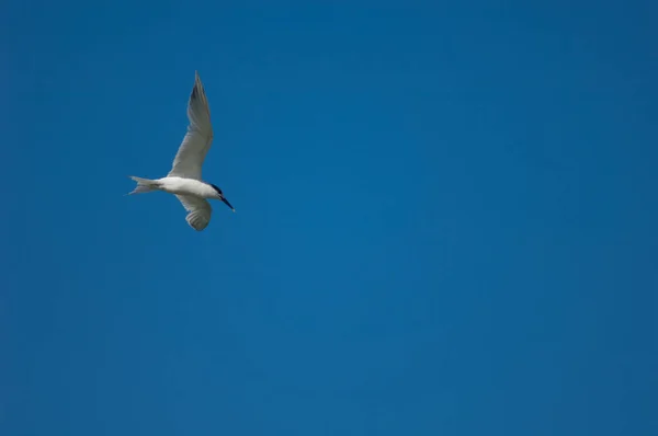 Sandwich tern in flight over the Senegal River. — Stockfoto