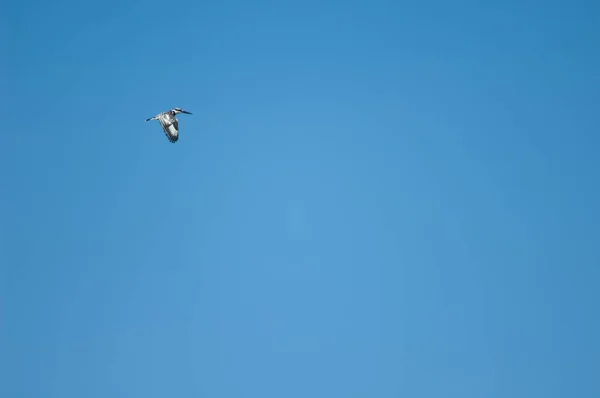 Pied kingfisher in flight over the Senegal River. — Stock Fotó