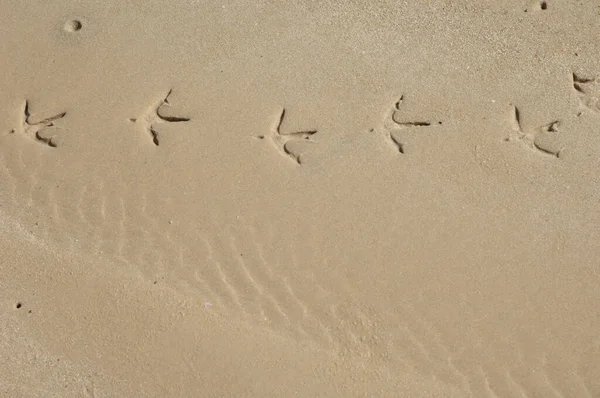 Heron tracks on the sand of the Senegal river.