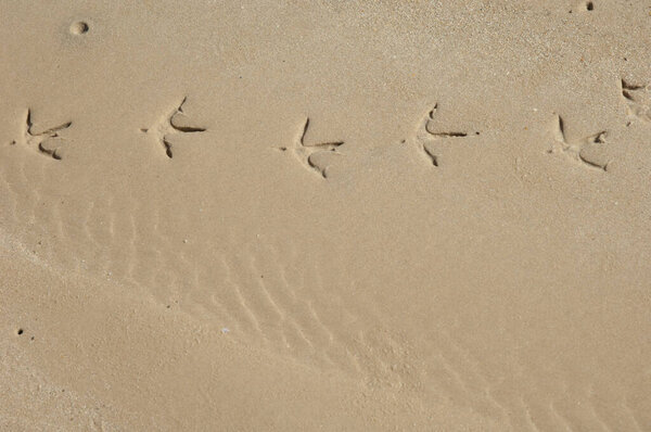 Heron tracks on the sand of the Senegal river.