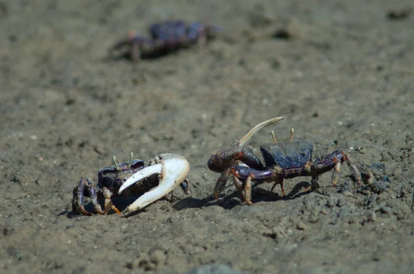 Males fiddler crabs Afruca tangeri confronted each other. — Stockfoto