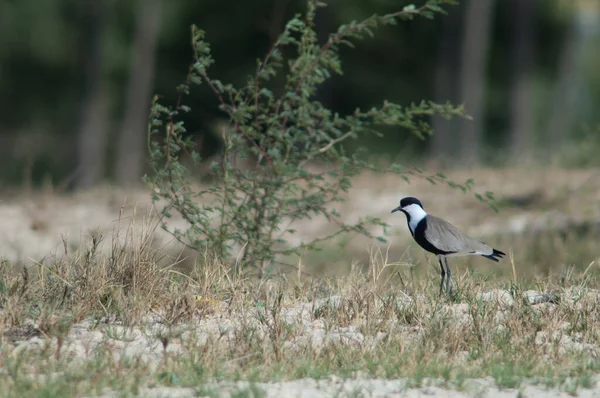 Gevleugelde kievit in het Langue de Barbarie National Park. — Stockfoto