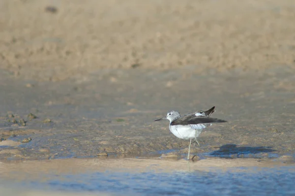 Common greenshank stretching in the Senegal River. — Stock Photo, Image