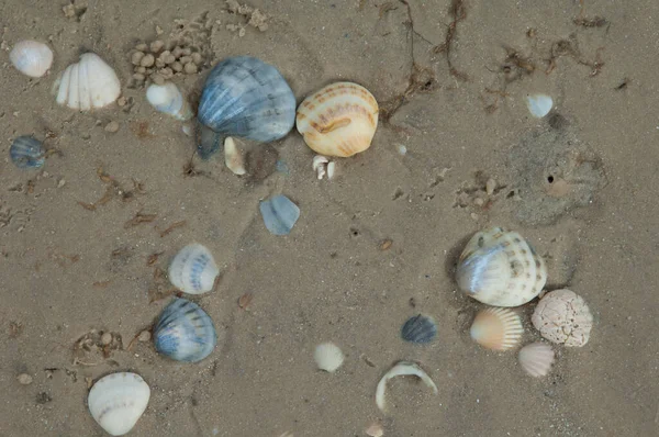 Muscheln im Sand des Senegal-Flusses. — Stockfoto