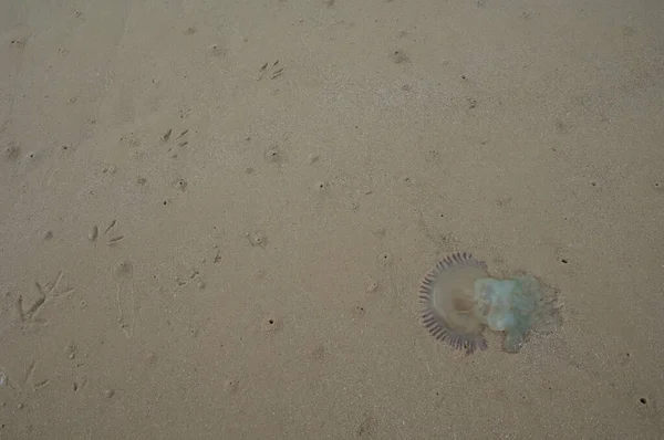 Medusas encalhadas na areia do rio Senegal. — Fotografia de Stock