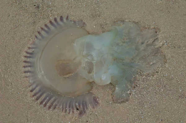 Jellyfish stranded on the sand of the Senegal River. - Stock-foto