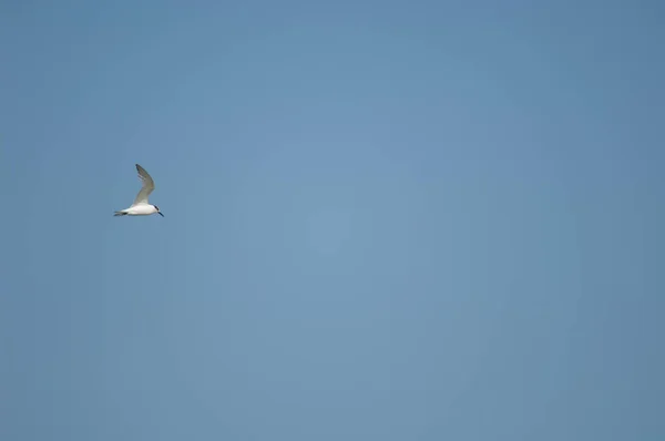 Sandwich tern in flight over the Senegal River. — Fotografia de Stock