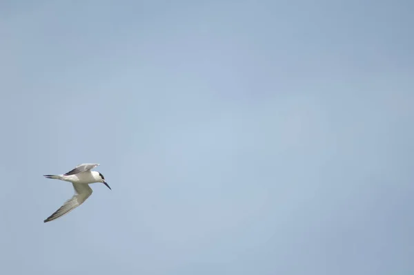Sandwich tern in flight over the Senegal River. — Zdjęcie stockowe