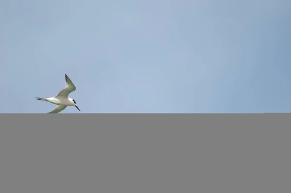 Sandwich tern in flight over the Senegal River. — Stock Fotó