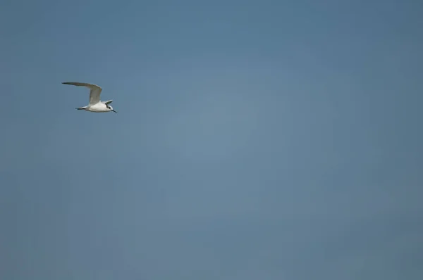Tern sanduíche em voo sobre o rio Senegal. — Fotografia de Stock