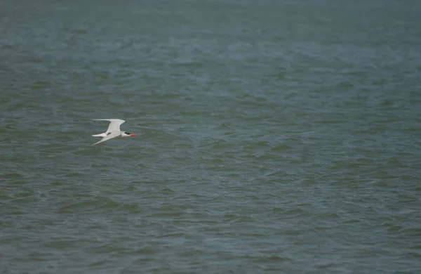 Caspian tern in flight over the Senegal River. — Stock Photo, Image