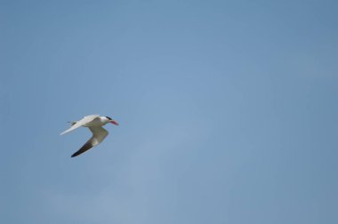 Hazar filosu Senegal Nehri üzerinde uçuyor..