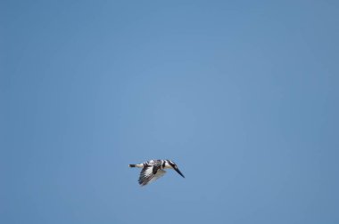 Pied Kingfisher Senegal Nehri üzerinde uçuyor..