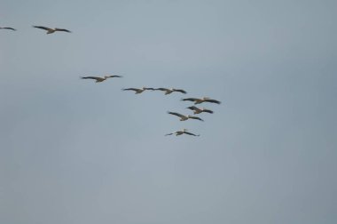 Büyük beyaz pelikanlar Pelecanus onocrotalus uçuyor.