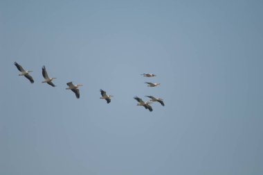 Büyük beyaz pelikanlar Pelecanus onocrotalus uçuyor.