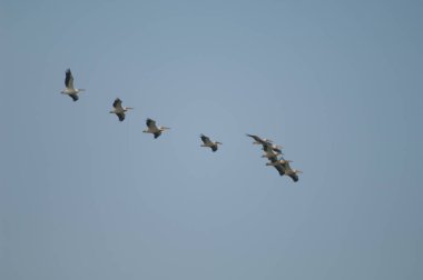 Büyük beyaz pelikanlar Pelecanus onocrotalus uçuyor.