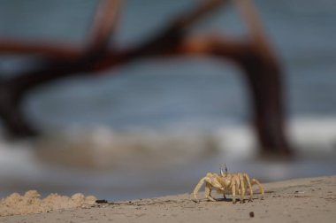 Barbarie Ulusal Parkı 'nda hayalet yengeç..