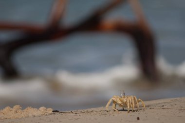 Barbarie Ulusal Parkı 'nda hayalet yengeç..