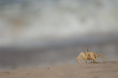 Barbarie Ulusal Parkı 'nda hayalet yengeç..