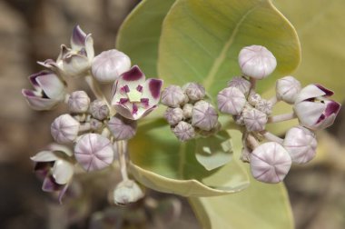 Sodom Calotropis Procera Elması Çiçekleri.