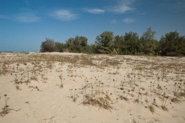 Barbarie Ulusal Parkı 'ndaki kum tepeleri ve ormanlar.