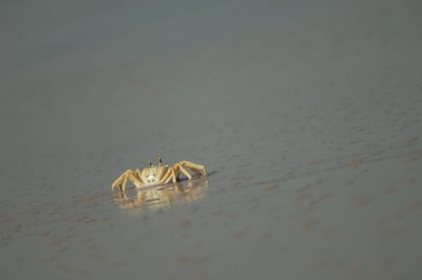 Kumsaldaki hayalet yengeç.