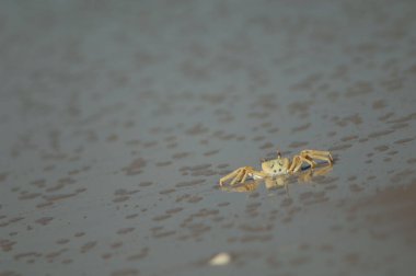 Kumsaldaki hayalet yengeç.
