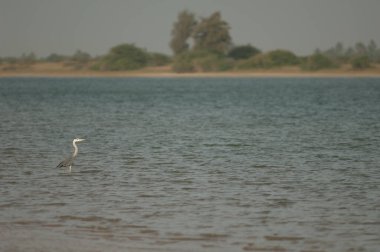 Senegal Nehri 'ndeki gri balıkçıllı Ardea Cinerea.