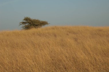 Sakız akasyası Senegalia Senegal kuru bir çayırda.