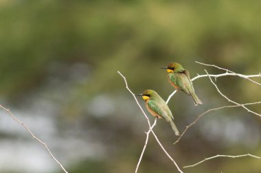 Küçük arı yiyiciler Bir dalda merops pusillus.