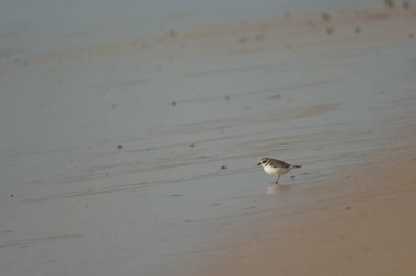 Senegal nehrinin kıyısında halka şeklinde bir yağmurluk..