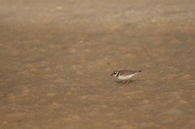Kumda yaygın halkalı yağmurkuşu Charadrius hiaticula.