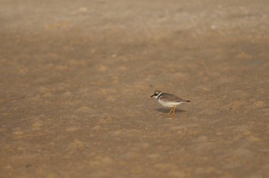 Kumda yaygın halkalı yağmurkuşu Charadrius hiaticula.