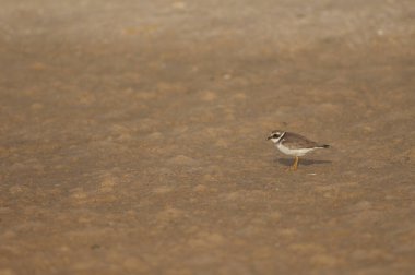 Kumda yaygın halkalı yağmurkuşu Charadrius hiaticula.