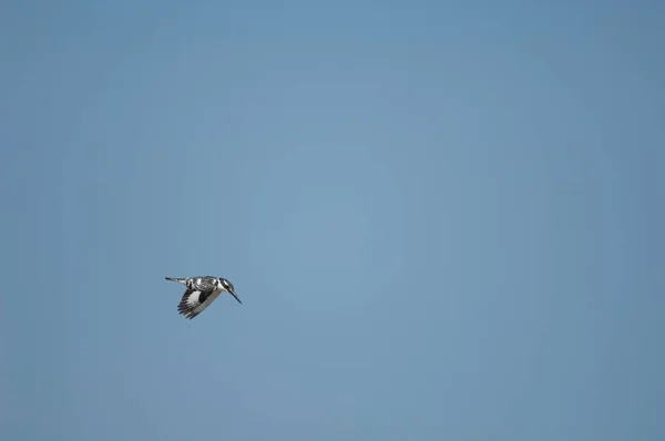 Pied kingfisher in flight over the Senegal River. — Stock Photo, Image