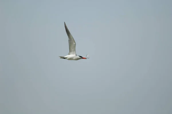 Caspian tern in flight over the Senegal River. — Stock Photo, Image