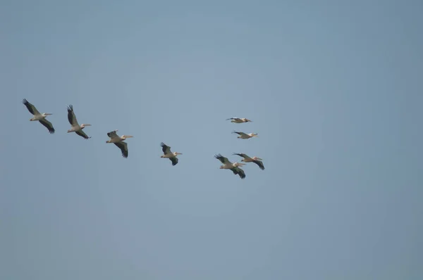 Great white pelicans Pelecanus onocrotalus in flight. — стоковое фото