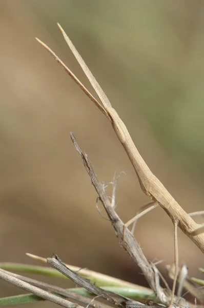 Stick insect in the Langue de Barbarie National Park. — Stock fotografie