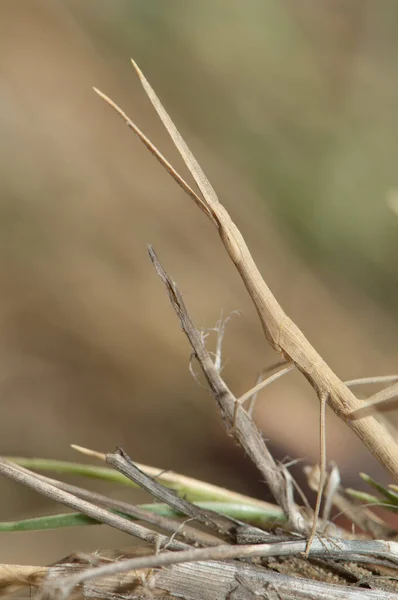 Stick insect in the Langue de Barbarie National Park. — Fotografia de Stock