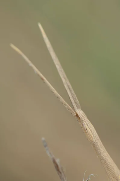 Nahaufnahme des Kopfes eines Stockinsekts. — Stockfoto