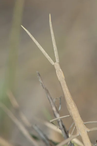 Back view of a stick insect on the grass. — Stock fotografie