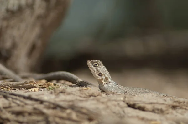 Common agama in the Langue de Barbarie National Park. — Stock Photo, Image