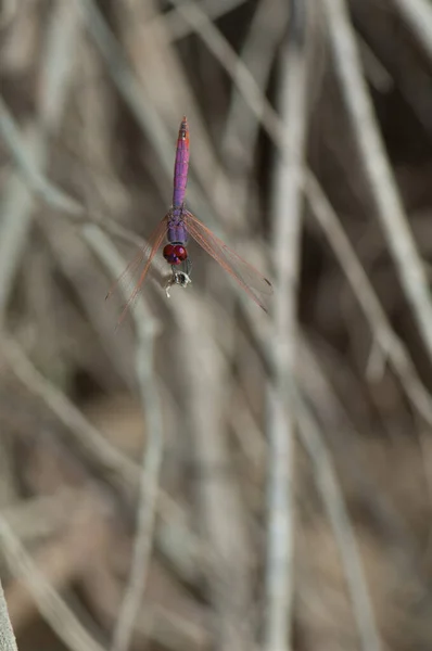 Fioletowe krople Trithemis annulata na gałęzi. — Zdjęcie stockowe