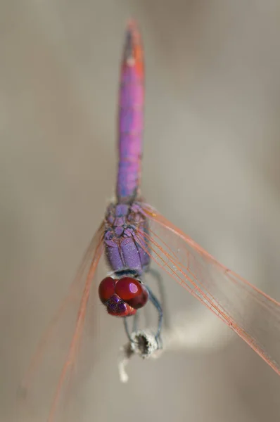 Фиолетовое сбрасывание Trithemis annulata на ветку. — стоковое фото