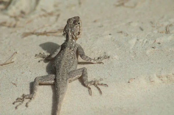 Obyčejná agama Agama agama na písku. — Stock fotografie