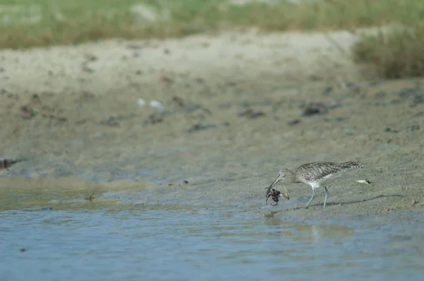 Whimbrel Numenius phaeopus catching a fiddler crab Afruca tangeri. — ストック写真