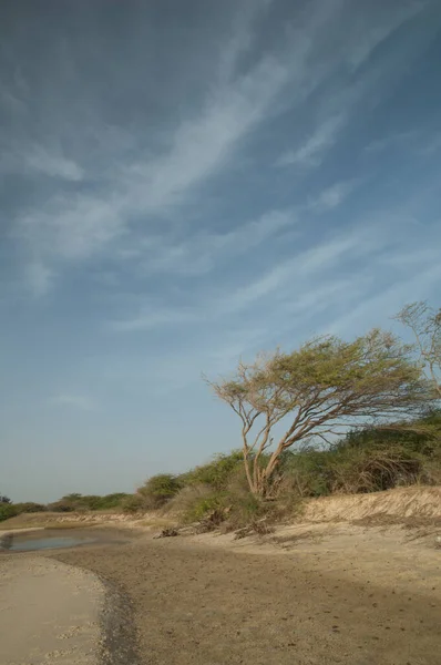 Strom a mraky na břehu řeky Senegal. — Stock fotografie