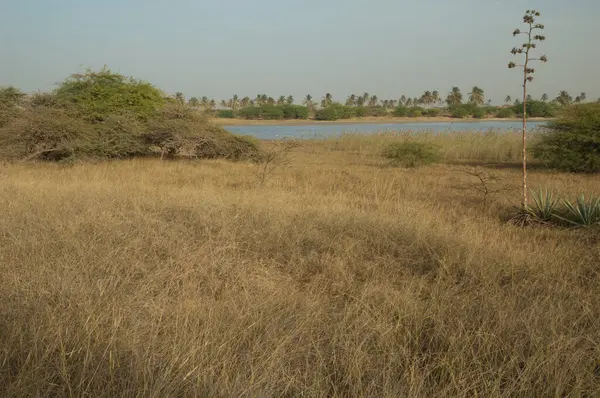 Barbarie Dili 'ndeki Senegal Nehri.