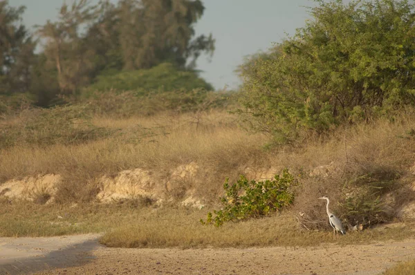 Senegal Nehri 'ndeki gri balıkçıllı Ardea Cinerea.